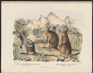 Säugetiere Australiens (Krefft) Nla.obj-33627803-13 Das Schwarzstreifen-Wallaby und das Gemeine Wallaby