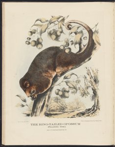 Säugetiere Australiens (Krefft) Nla.obj-33627803-8 Der Ringelschwanz-Opossum von Harriet Morgan