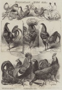 Birmingham Show 1858 von Harrison William Weir