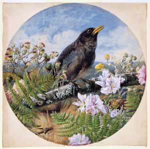 Amsel, 1864