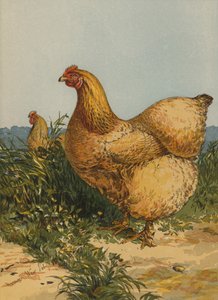 Buff Cochin Henne (Chromolithografie)