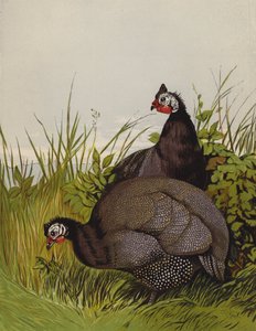 Perlhühner (Chromolithografie) von Harrison William Weir