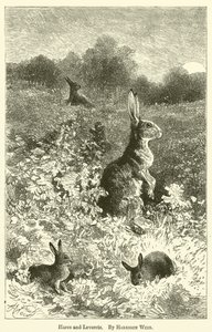 Hasen und Junghasen von Harrison William Weir