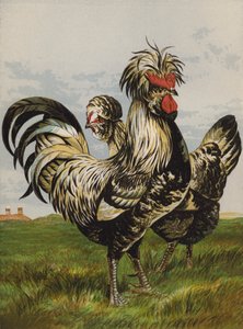 Houdans (Chromolithografie) von Harrison William Weir