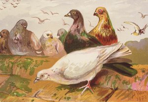 Tauben von Harrison William Weir