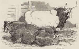 Preisrinder auf der Ausstellung der Royal Agricultural Society in Windsor von Harrison William Weir