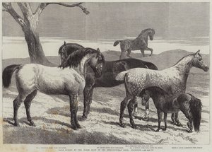 Preispferde auf der Pferdeschau in der Agricultural Hall, Islington
