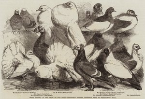 Preisgekrönte Tauben auf der Ausstellung der Philo-Peristeron-Gesellschaft, kürzlich in der Freemasons
