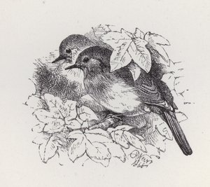 Rotkehlchen von Harrison William Weir