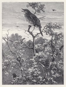 Das Konzert der Vögel