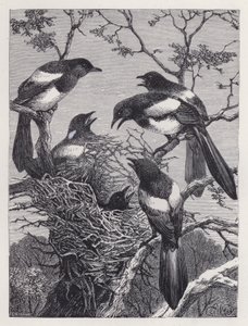 Die Elstern und ihr Nest von Harrison William Weir