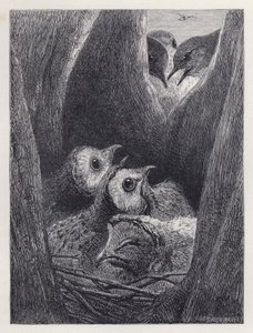 Das Nest der jungen Eulen von Harrison William Weir
