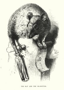 Die Ratte und die Ölflasche (Stich) von Harrison William Weir