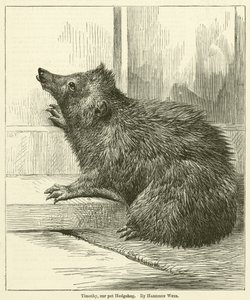 Timothy, unser Haustier-Igel von Harrison William Weir