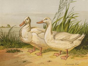 Weiße Aylesbury-Enten