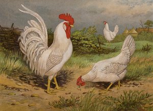 Weiße Leghorns (Chromolithografie) von Harrison William Weir