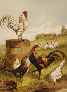Weiße und Spiel-Bantams