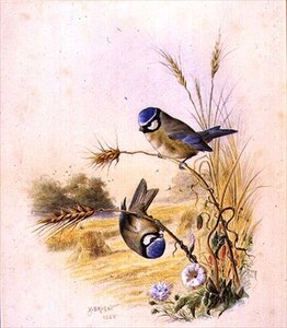 Blaumeisen auf einem Maiskolben