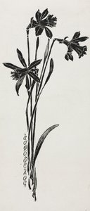 Narzissen von Harry Fenn