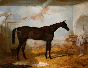 Mr. A.W. Hills Bay-Hengst "Sweetmeat" in einer Box, 1845