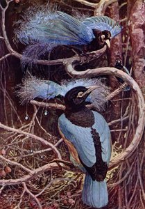 Der blaue Paradiesvogel