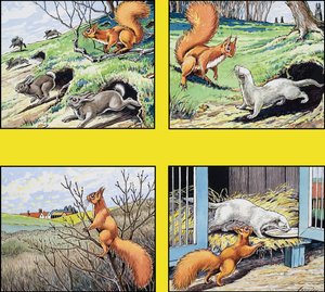 Kleines rotes Eichhörnchen