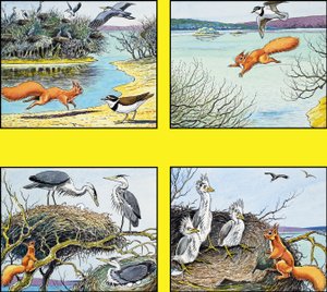 Kleines rotes Eichhörnchen von Harry M. Pettit