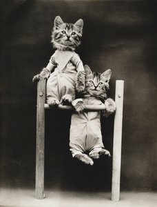 Kitties Serie: Übung, ca. 1914