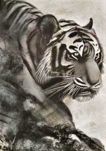 Tiger auf der Jagd