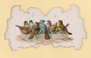 Vögel (farbige Lithografie)