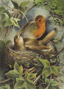Rotkehlchen und sein Nest