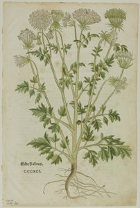 Blatt aus dem Neuen Kräuterbuch von Leonhart Fuchs, Tafel 97 aus Holzschnitte aus Büchern des XVI. Jahrhunderts von Heinrich Füllmaurer