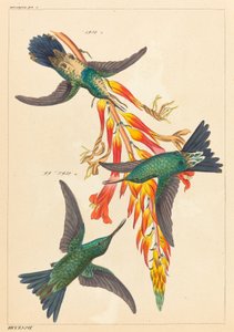 Drei Kolibris mit Pflanze von Heinrich Gottlieb Ludwig Reichenbach