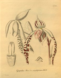 Diese Datei stammt aus der Biodiversity Heritage Library und ist online verfügbar unter biodiversitylibrary.org/page/698357