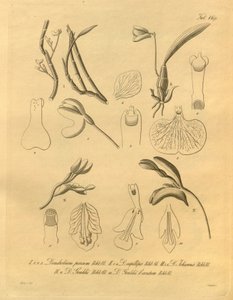 Diese Datei stammt aus der Biodiversity Heritage Library und ist online verfügbar unter biodiversitylibrary.org/page/698365 von Heinrich Gustav Reichenbach