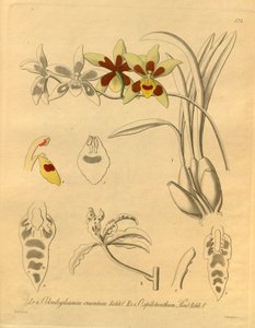 Diese Datei stammt aus der Biodiversity Heritage Library und ist online verfügbar unter biodiversitylibrary.org/page/698370