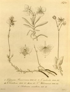 Diese Datei stammt aus der Biodiversity Heritage Library und ist online verfügbar unter biodiversitylibrary.org/page/696497 von Heinrich Gustav Reichenbach
