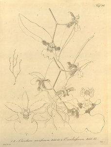 Diese Datei stammt aus der Biodiversity Heritage Library und ist online verfügbar unter biodiversitylibrary.org/page/696498