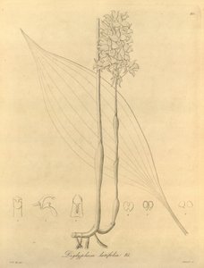 Diese Datei stammt aus der Biodiversity Heritage Library und ist online verfügbar unter biodiversitylibrary.org/page/696480