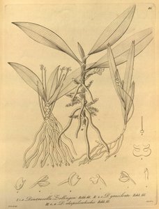 Diese Datei stammt aus der Biodiversity Heritage Library und ist online verfügbar unter biodiversitylibrary.org/page/696486