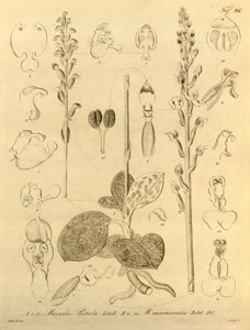Diese Datei stammt aus der Biodiversity Heritage Library und ist online verfügbar unter biodiversitylibrary.org/page/696496