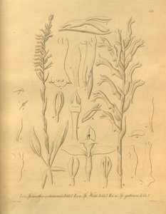Diese Datei stammt aus der Biodiversity Heritage Library und ist online verfügbar unter biodiversitylibrary.org/page/698375