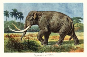 Kolumbianisches Mammut, ausgestorbene Art des Mammuts, Pleistozän von Heinrich Harder
