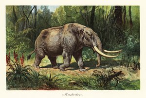 Mastodon der ausgestorbenen Gattung Mammuthus, 1908