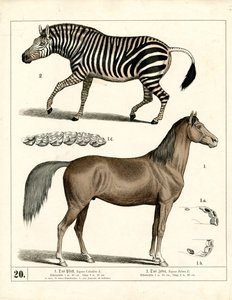 Pferd und Zebra mit anatomischen Details