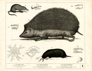 Insektenfresser: Igel, Spitzmaus und Maulwurf von Heinrich Leutemann