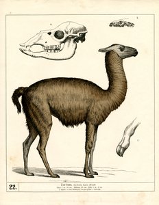 Lama mit Schädel und anatomischen Details