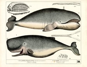 Pottwal und Grönlandwal mit anatomischen Merkmalen von Heinrich Leutemann