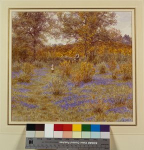 Bluebell-Hain, 1889