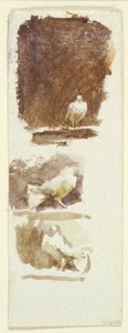 Tauben